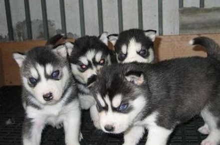 哈士奇幼犬市場(chǎng)價(jià)一只多少錢（哈士奇幼犬為什么一直叫）