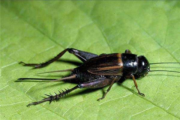 蛐蛐為什么一直叫個(gè)不停（蛐蛐為什么會(huì)打架）